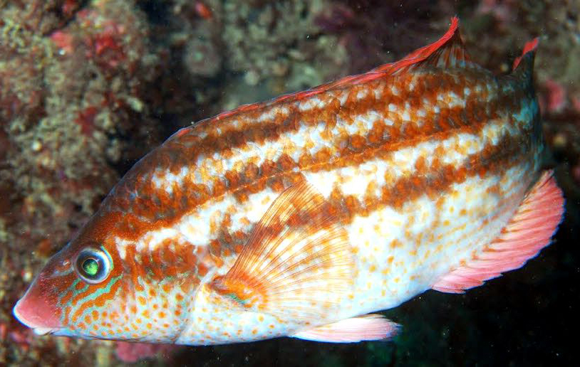 Symphodus bailloni_00005